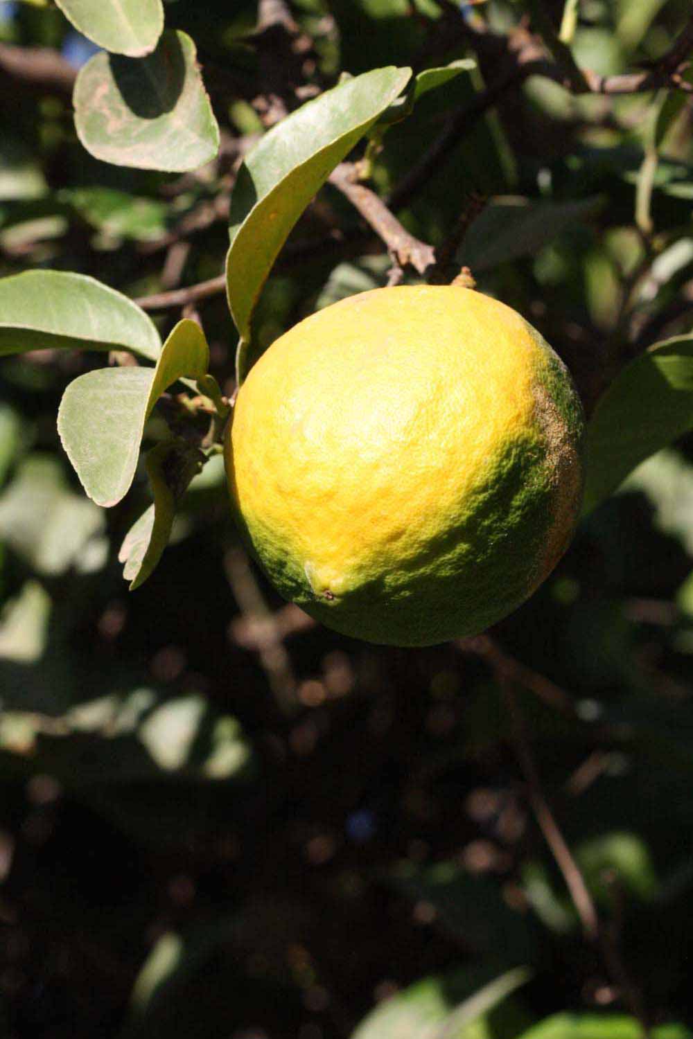            Fruit (Riverside, CA)   